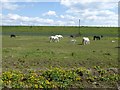 Horses and ponies in front of King George's Reservoir in EN3 7PH