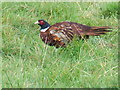 Pheasant in field beside the Wansbeck in Wallington Demesne