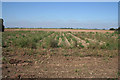 Farmland on Holbeach Marsh in PE12 8DU