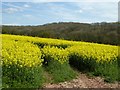 Oilseed rape and Westfields Wood in HR1 3HZ