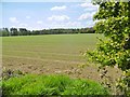 Slepe, cereal field in BH16 6HS