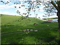 Sheep grazing the slope of King George's Reservoir in E4 7PL