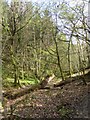 Fallen trees beside the Shuttern Brook in EX5 5BT