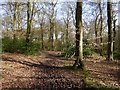 King's Wood, Chepping Wycombe in HP15 7FP