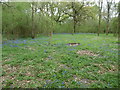 Garston Wood, bluebells in SP5 5PB