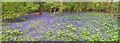 Hatchlands Park Bluebell Carpet 2017 in KT24 6JH