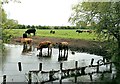 Cattle in the River Thames, Cricklade in SN6 6JL
