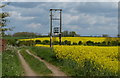 Oil seed rape crop at Thurcaston in LE7 7JG