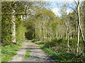Track through Merritt's Copse in RG25 2QB