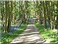Winslade Lane through woodland in RG25 2NG