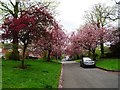 Blossom on Darley Park Drive in DE22 1BF