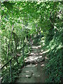 Footpath through the woods. in HG5 8EL