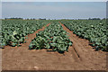 Cabbage field near Holbeach St Marks in PE12 8EY