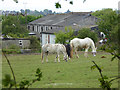 Horses grazing, Corringham Park Farm in SS17 9ET