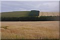 Barley field, Little Spott in EH42 1RH