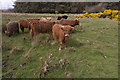 Highland Cattle on Islay in PA45 7QR