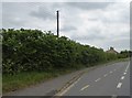 Thick hedge by bus stop at Bushy Cross in TA3 5LS