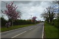 Blossom along Main Street in Sutton upon Derwent