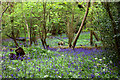 Bluebells at Pound Green in TN22 4PH