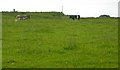 Standing stone and cows grazing viewed from the Causey Mounth in AB39 3NY