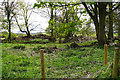 Woodland with loose timber in NE45 5QT
