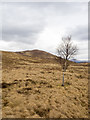 Lone birch tree on moorland slope in PH33 7LT