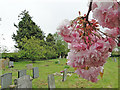 Flowering japanese cherry overhanging the path in NR18 9QN