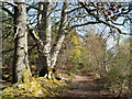 Track into Balblair Wood in IV4 7AL