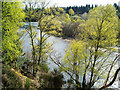 Springtime birch beside the River Beauly in IV4 7AL