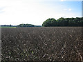 Field of beans near Vine Lodge, Hardingham in NR9 4AE