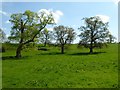 Trees to the east of Tortworth church in GL12 8HF