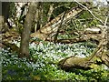 Wild garlic under the Tortworth Chestnut in GL12 8HF