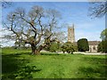 Chestnut tree and Tortworth church in GL12 8HF