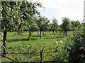 Orchard off Bulley Lane in GL2 8AS