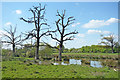 Dead Trees in a Pond in RG7 4LR