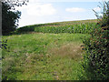 Ripening maize crop, Bulley Lane in GL2 8AS