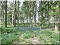 Rushmore Park, bluebells in SP5 5QA