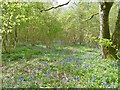 Rushmore Park, bluebell wood in SP5 5QA