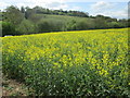 Field of yellow rapeseed flowers in SL8 5RG