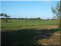Crop field, Little Clacton in CO16 9PT