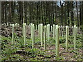 New trees at Footland Wood in TN33 0NT