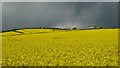 Oilseed rape under a menacing sky #1 in CV36 4JA