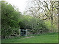 Approaching Whitfield Wood in Biddlesden