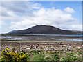 Driftwood at shore of Loch Linnhe in PH33 7DR