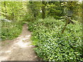 Footpath going east through Standgrove Wood in RH17 6EX