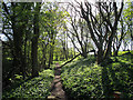 Path alongside Tong Beck in BD11 1NE