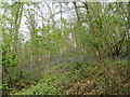Cotcliffe Woods in Leake
