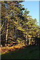 Pines, Chevin Forest Park in LS21 3DB