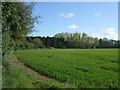 Crop field off Sicklesmere Road (A134), Bury St.Edmunds in IP33 2NL
