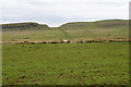 Rough grazing below Hadrian's Wall in NE47 7AT